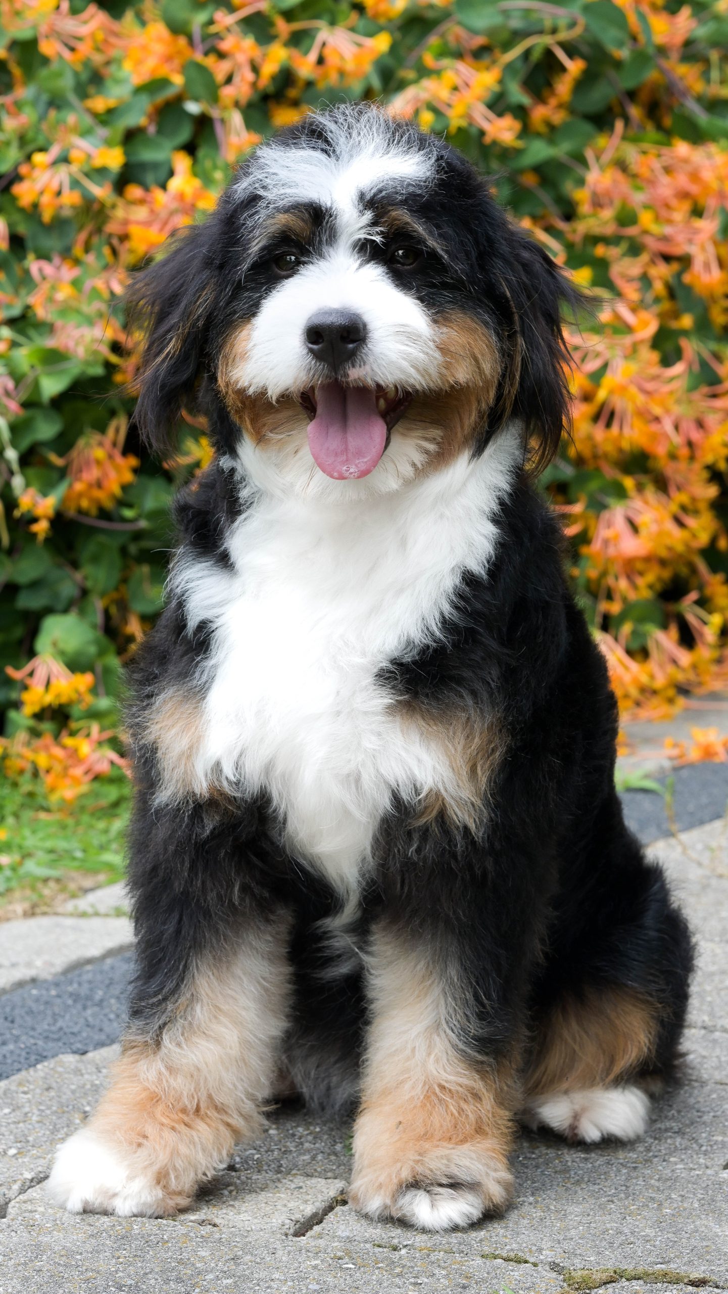 Baily