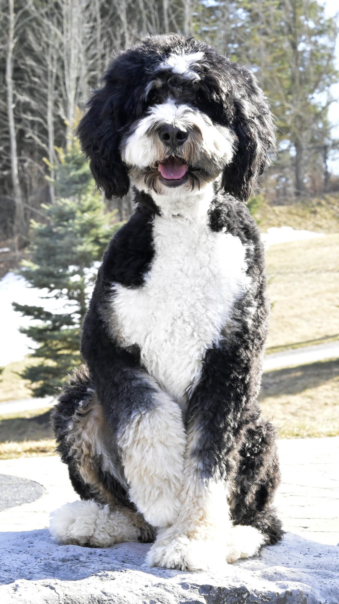 Bernard
