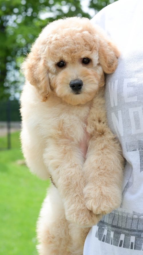 Bobbi