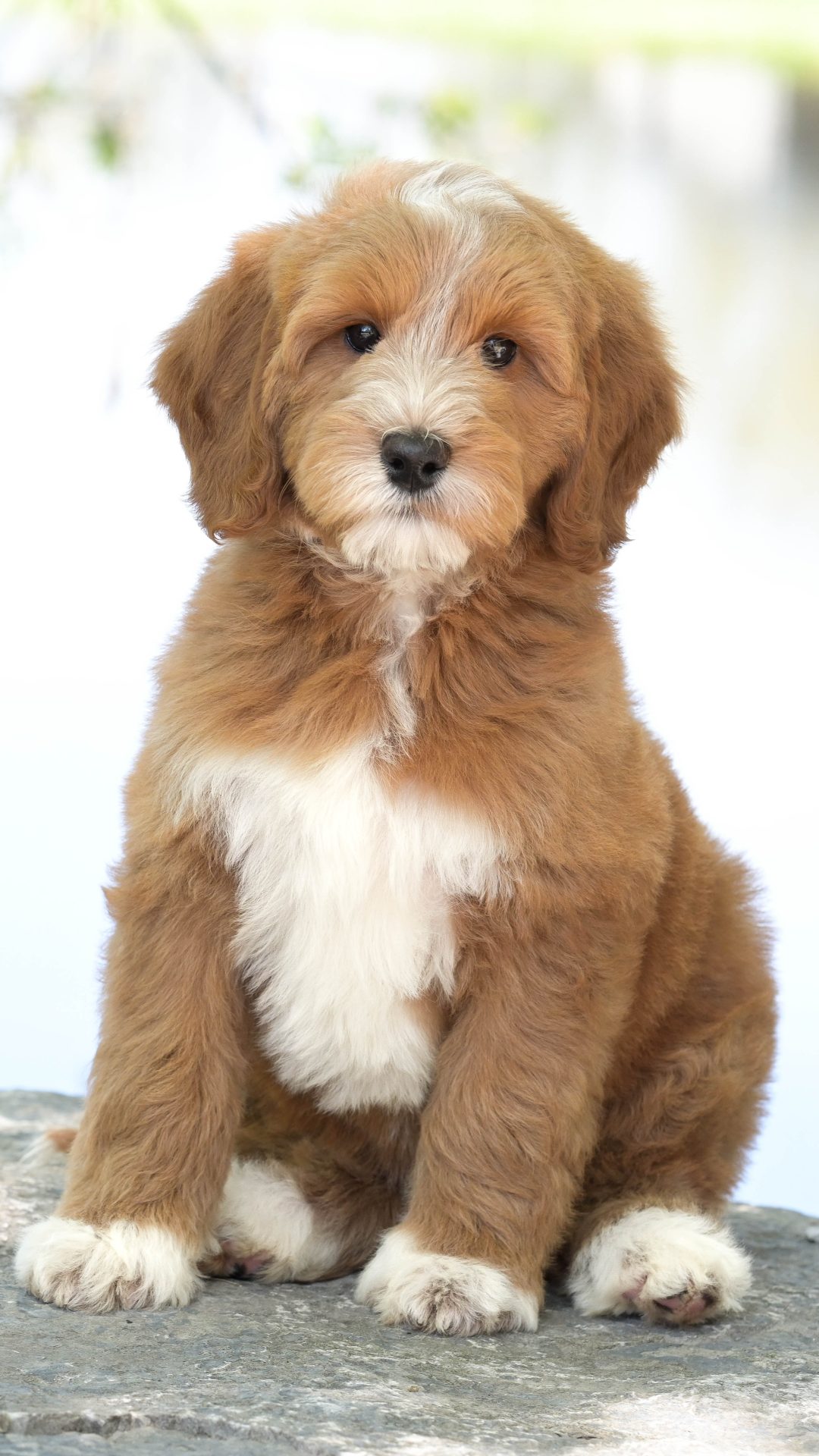 Penny