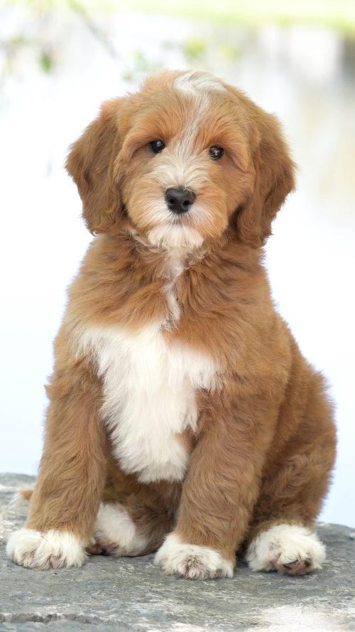 Penny