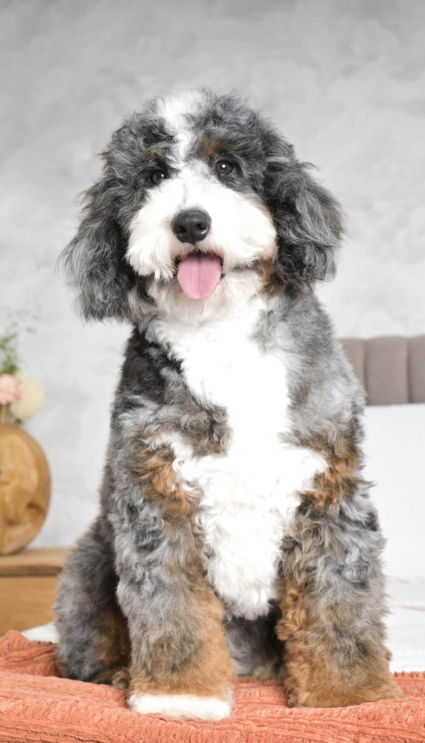 Daisy