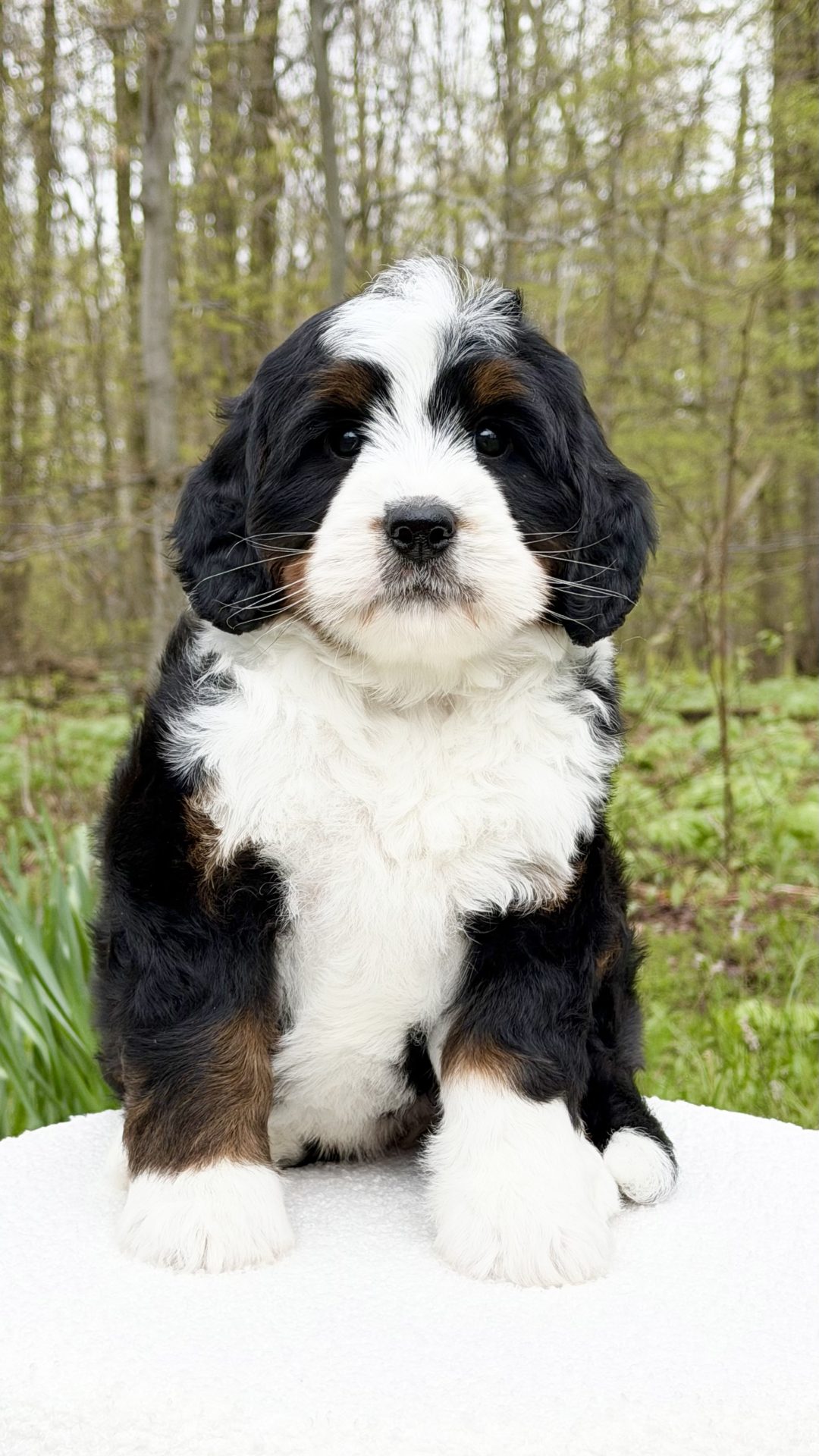 Delilah – Female #1