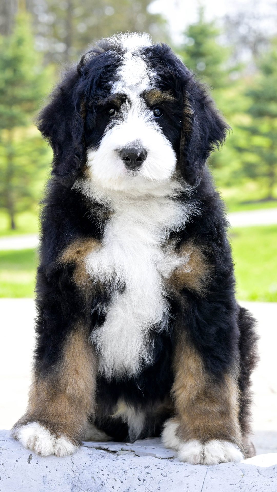 Greta – Male #2