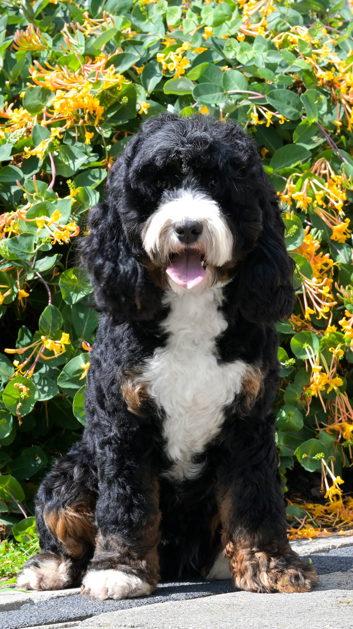 Kuma
