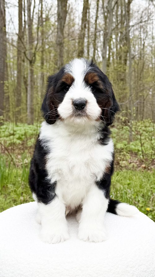 Delilah – Male #1