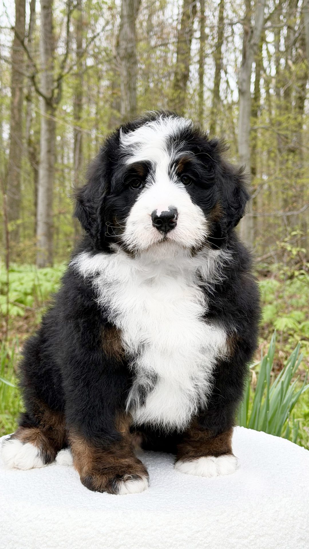 Ocia – Male #1