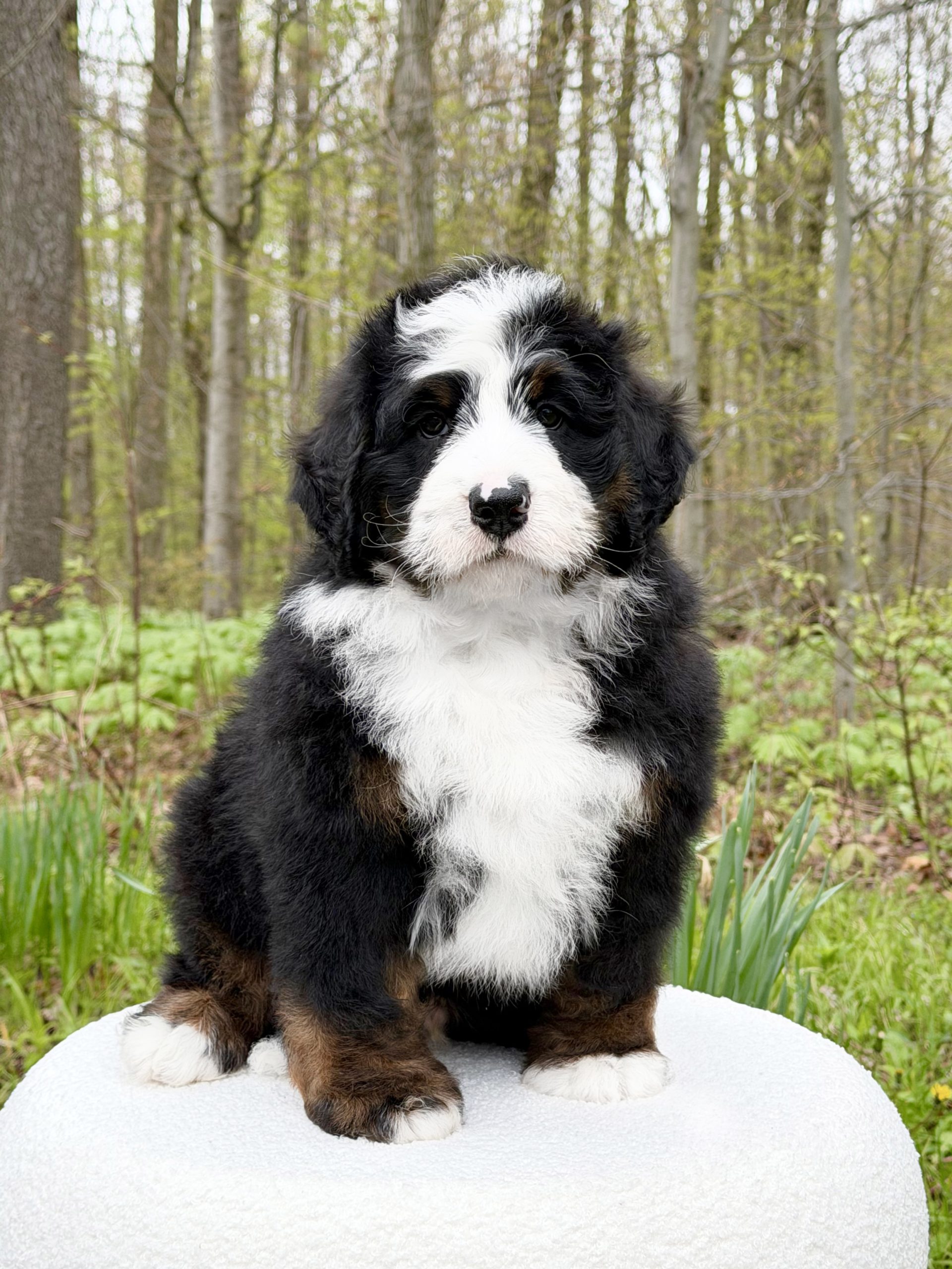 Ocia – Male #1