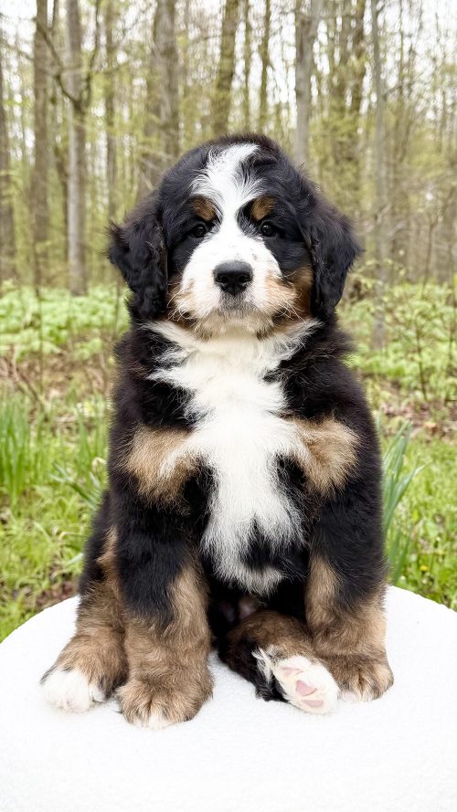Ocia – Male #2