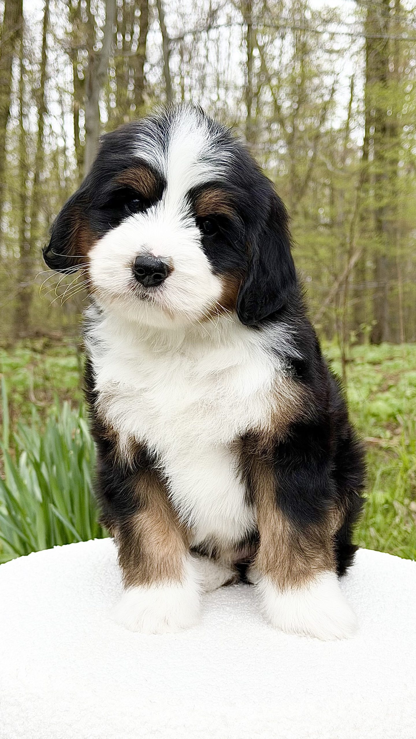 Delilah – Male #3