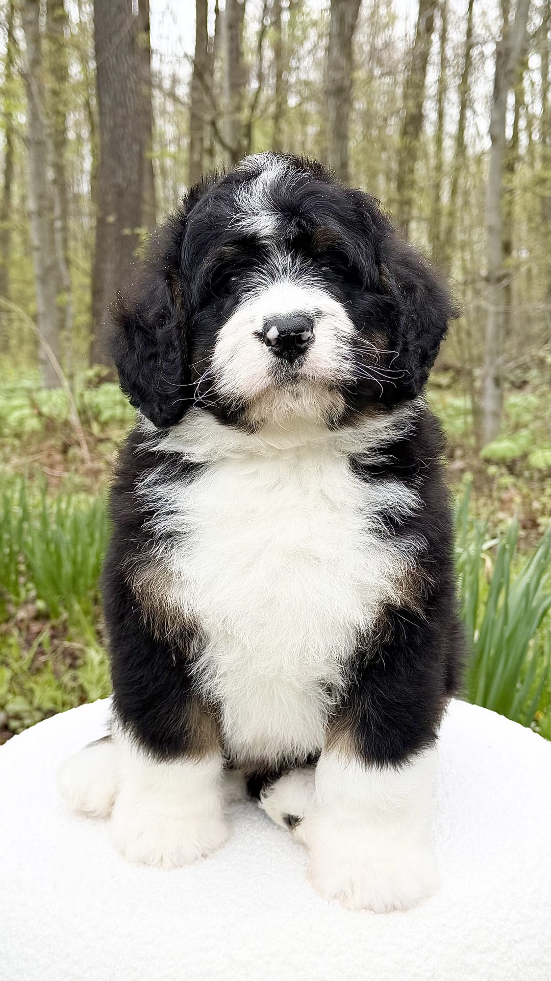Ocia – Male #3