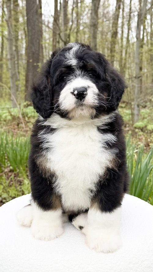 Ocia – Male #3