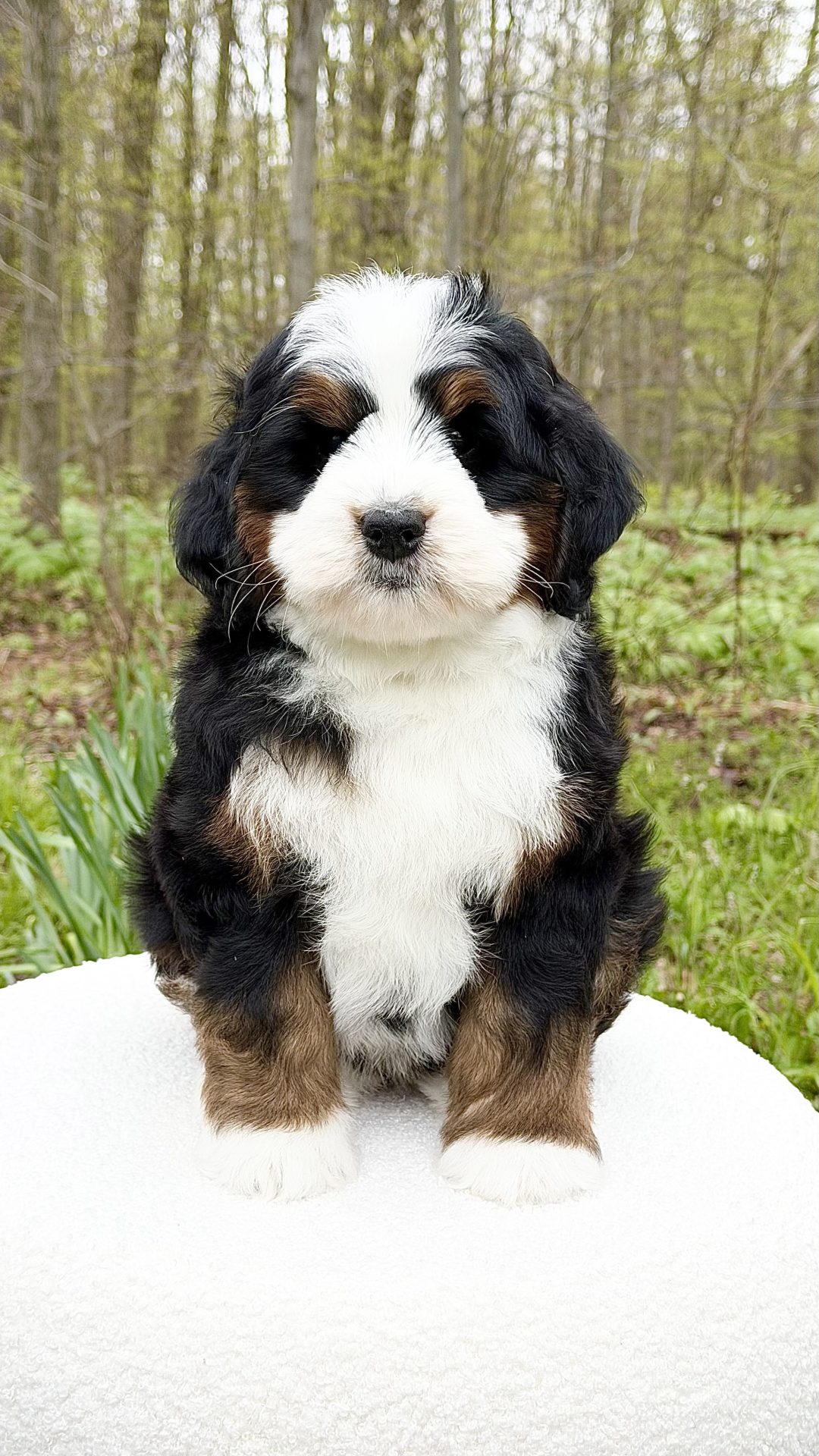 Delilah – Male #4