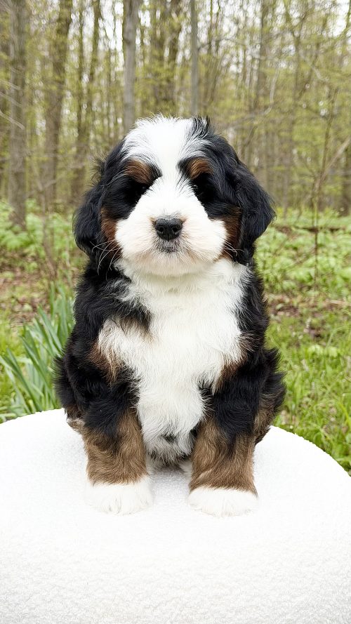 Delilah – Male #4