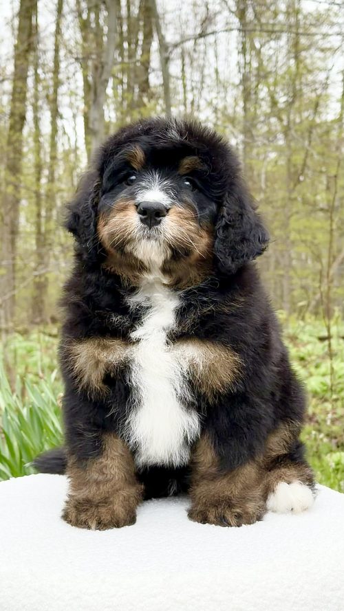 Ocia – Male #4