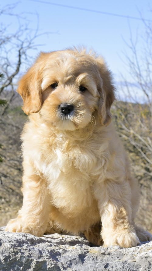 Nugget