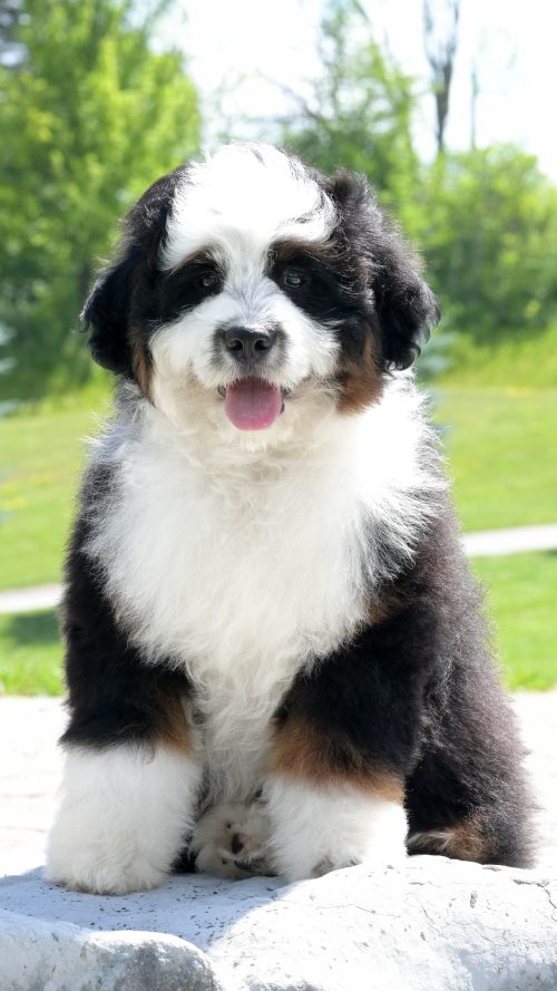 Snoopy