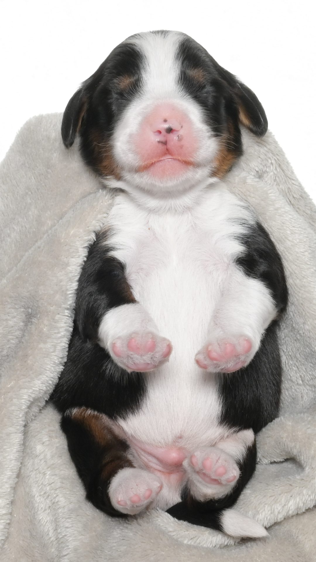 Amari – Male #1
