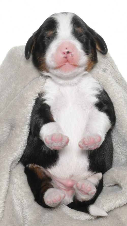 Amari – Male #1