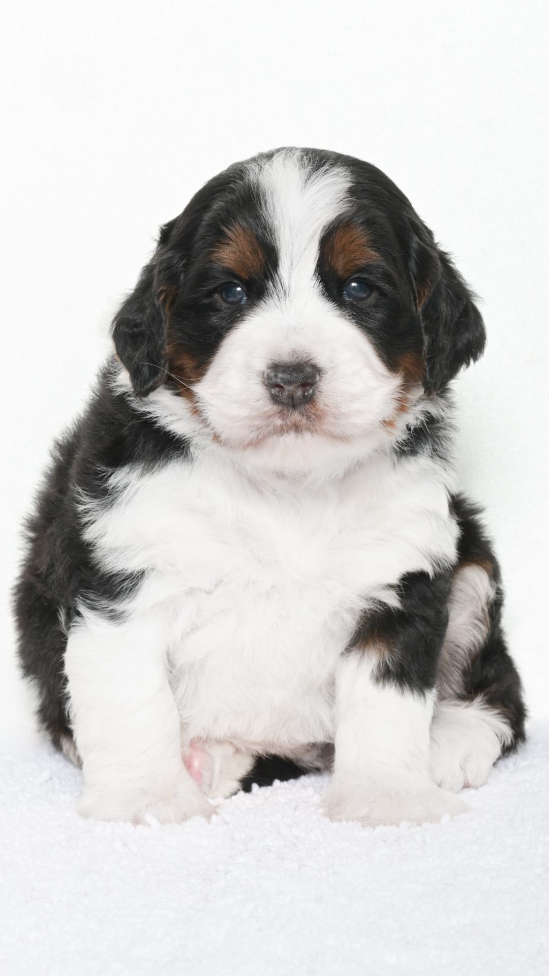 Amari – Male #2