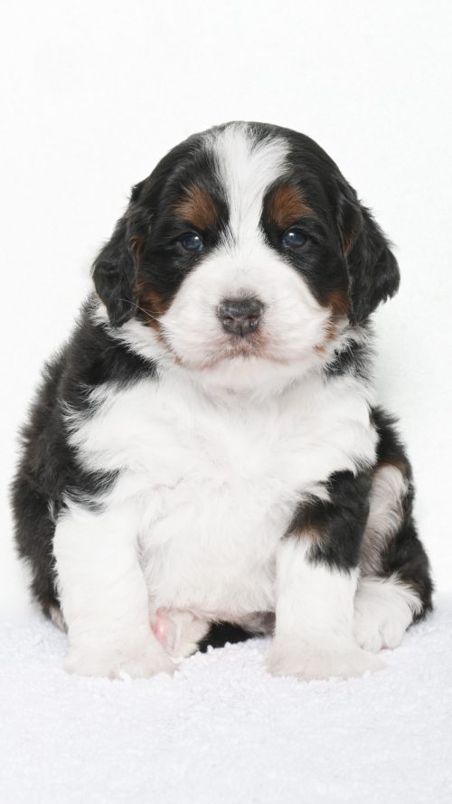 Amari – Male #2