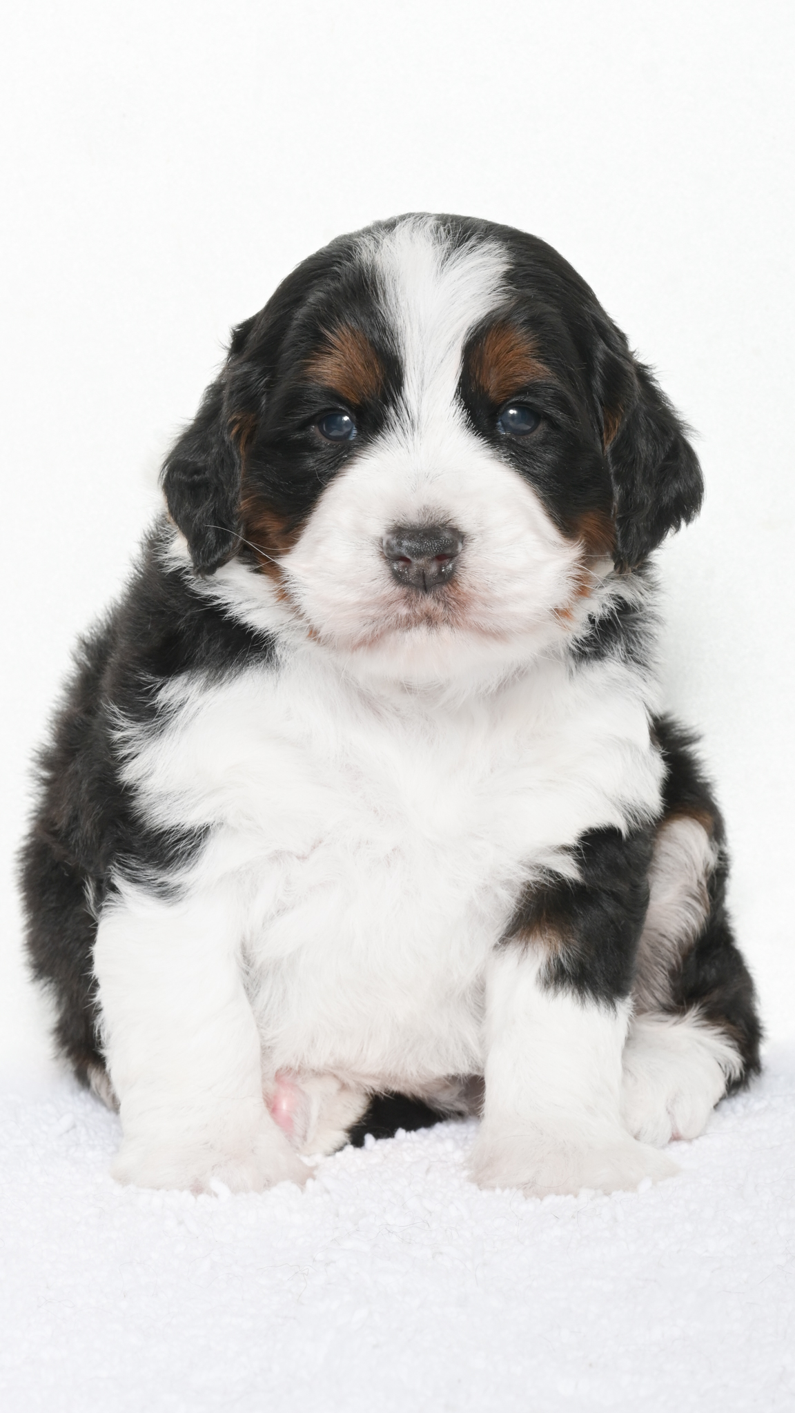 Amari – Male #2