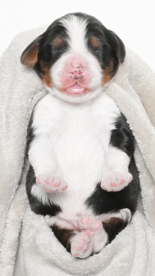 Amari – Male #2