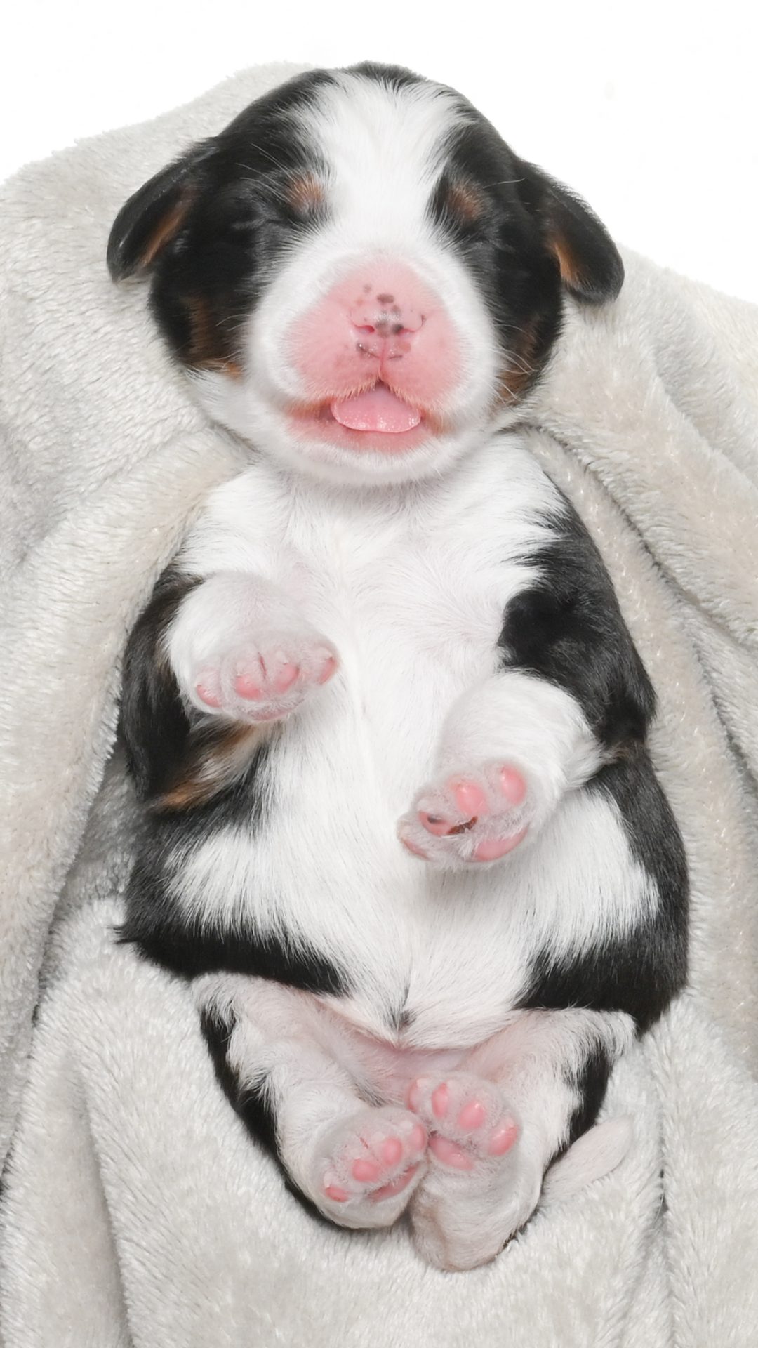 Amari – Male #3