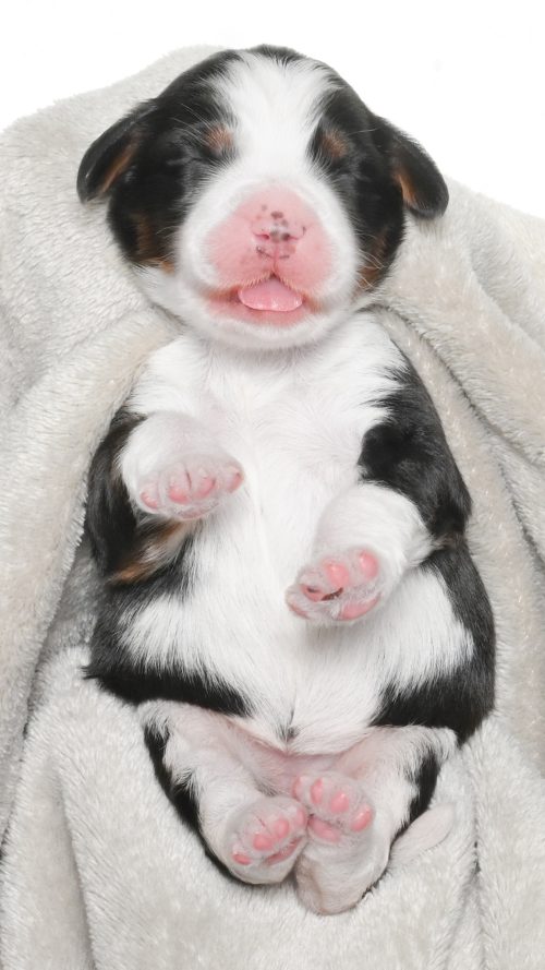 Amari – Male #3