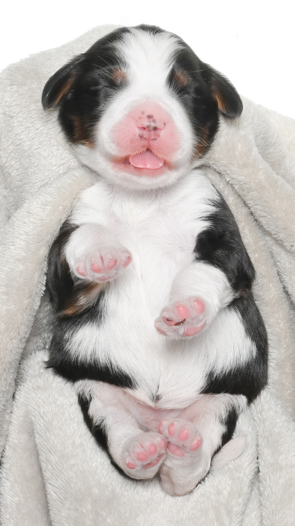 Amari – Male #3