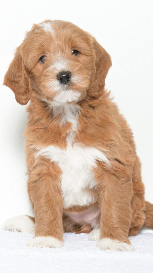 Cartier – Female #1