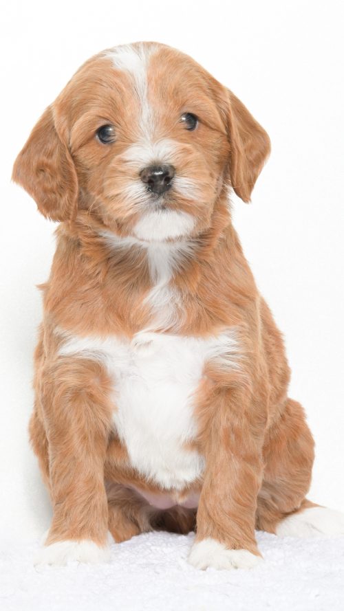 Cartier – Female #1