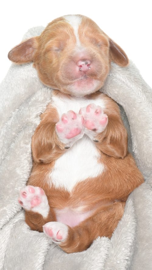 Cartier – Female #1