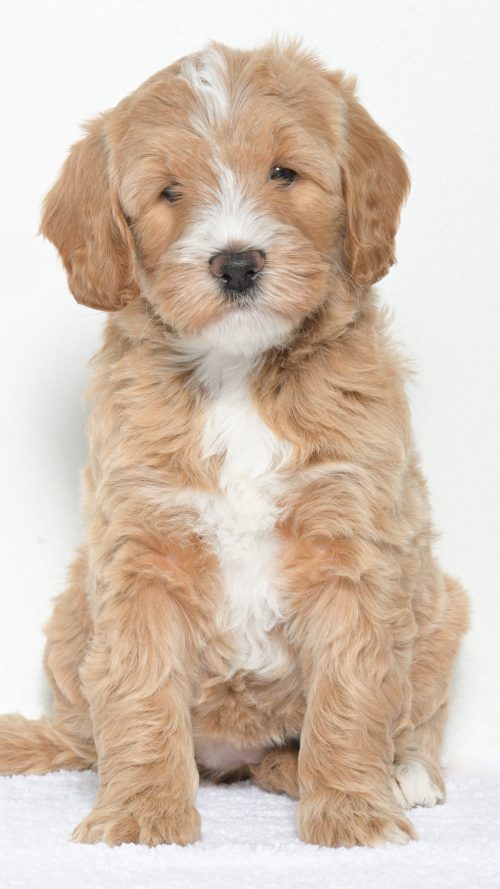 Cartier – Female #2