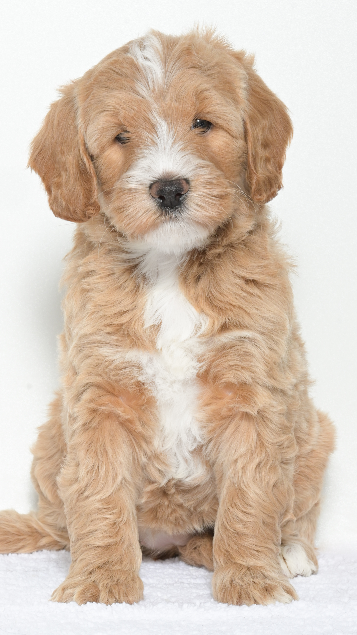 Cartier – Female #2