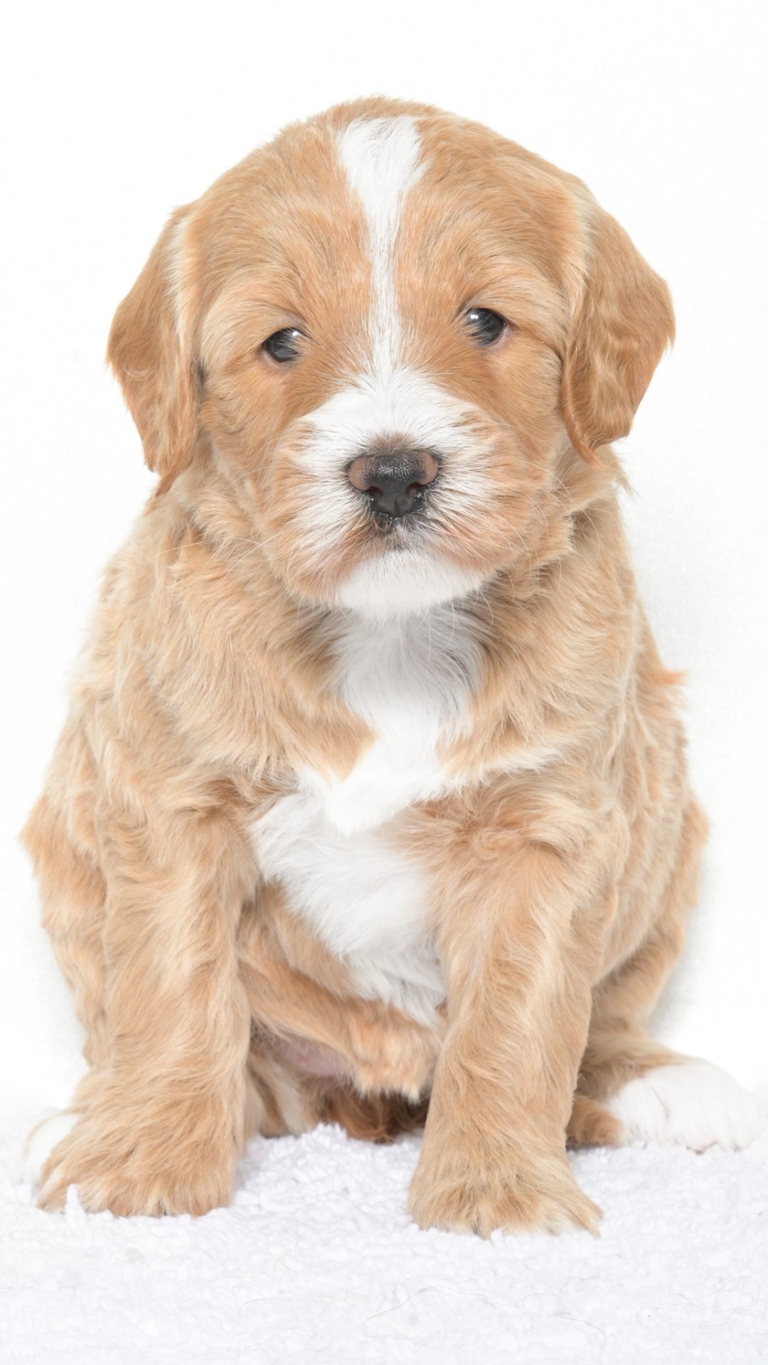 Cartier – Female #2