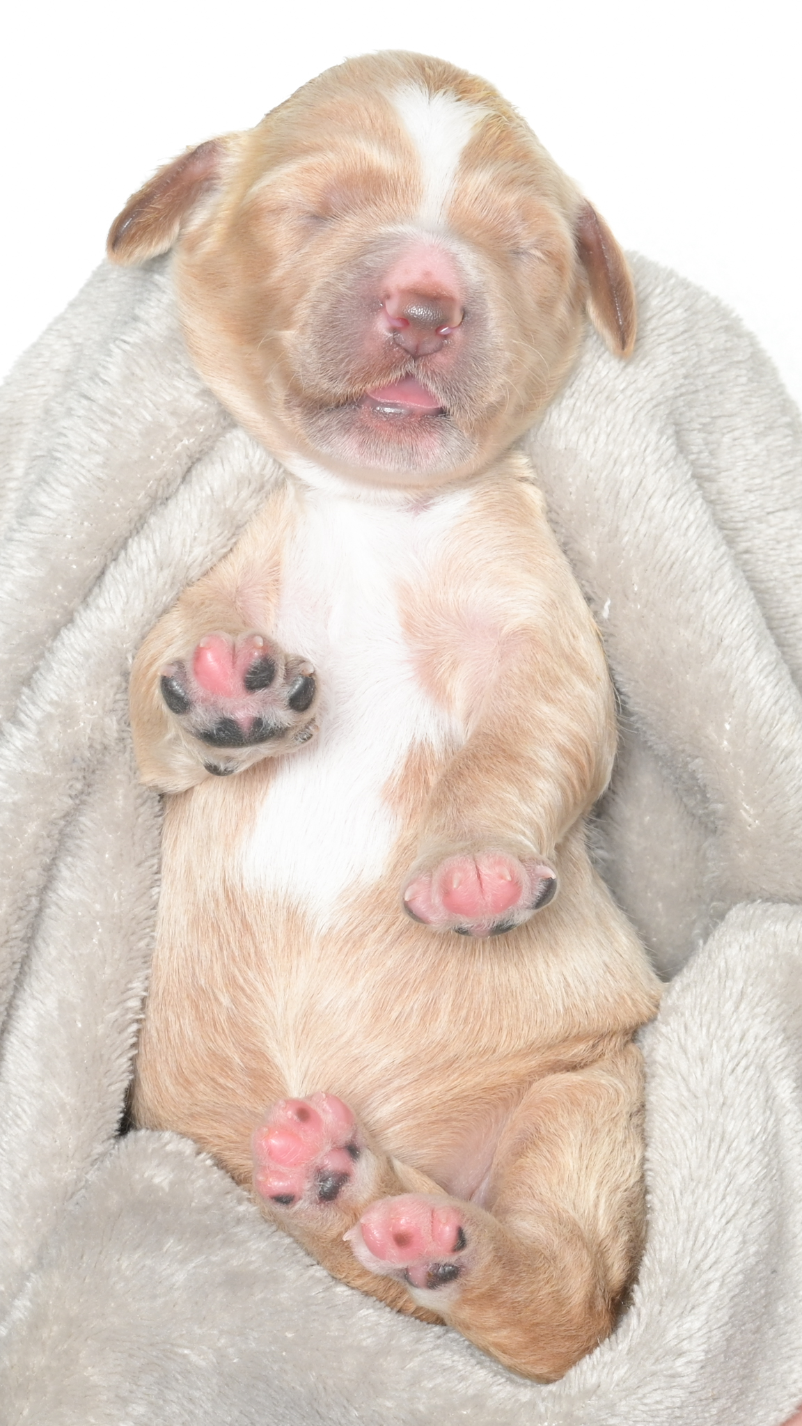 Cartier – Female #2