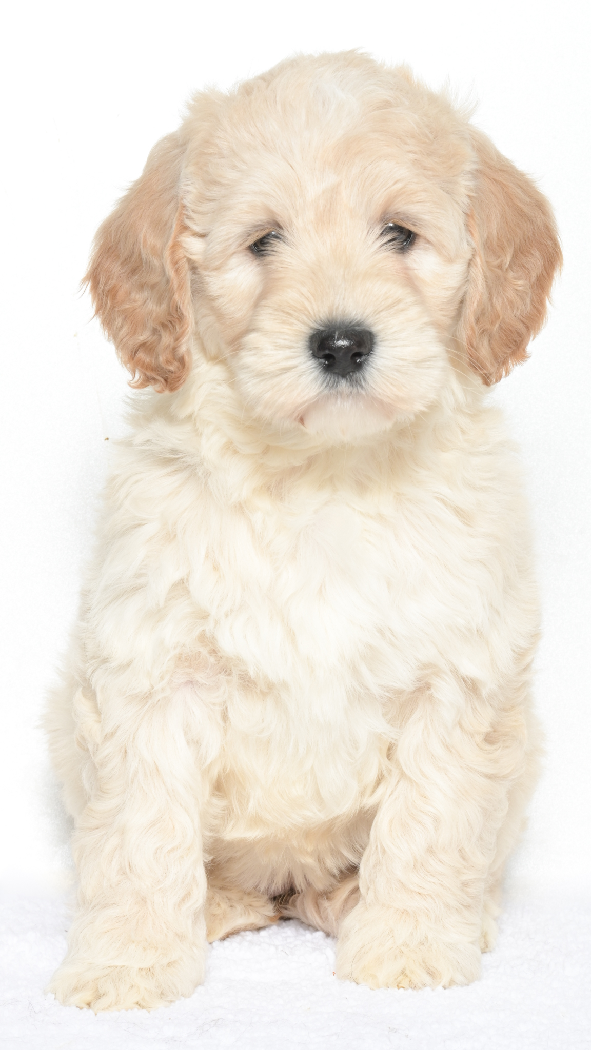 Cartier – Female #3