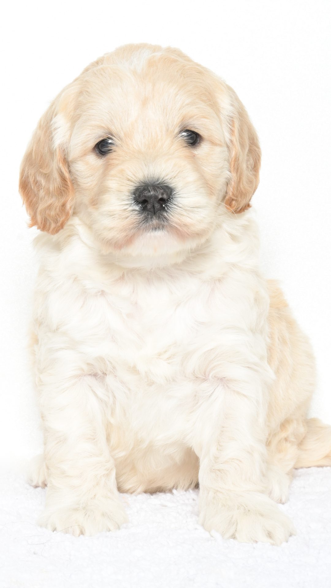 Cartier – Female #3