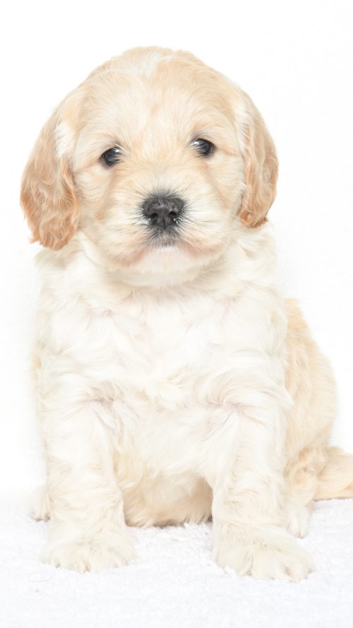 Cartier – Female #3