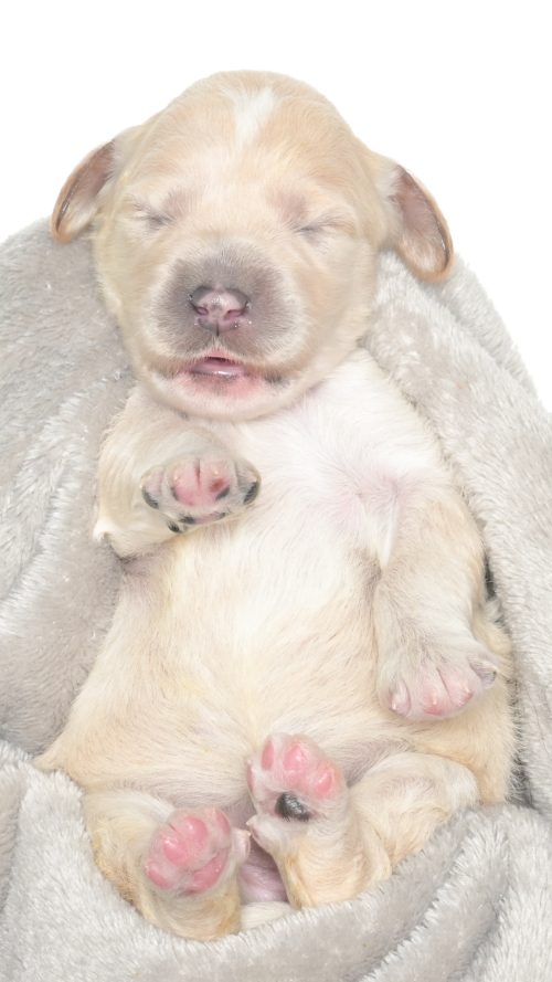 Cartier – Female #3