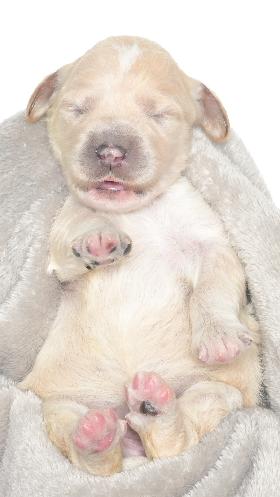 Cartier – Female #3