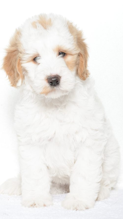 Cartier – Female #4