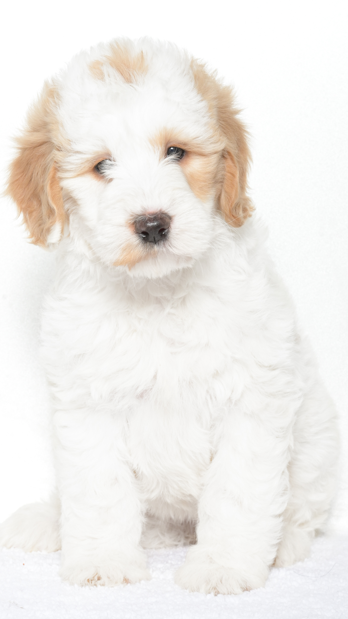 Cartier – Female #4