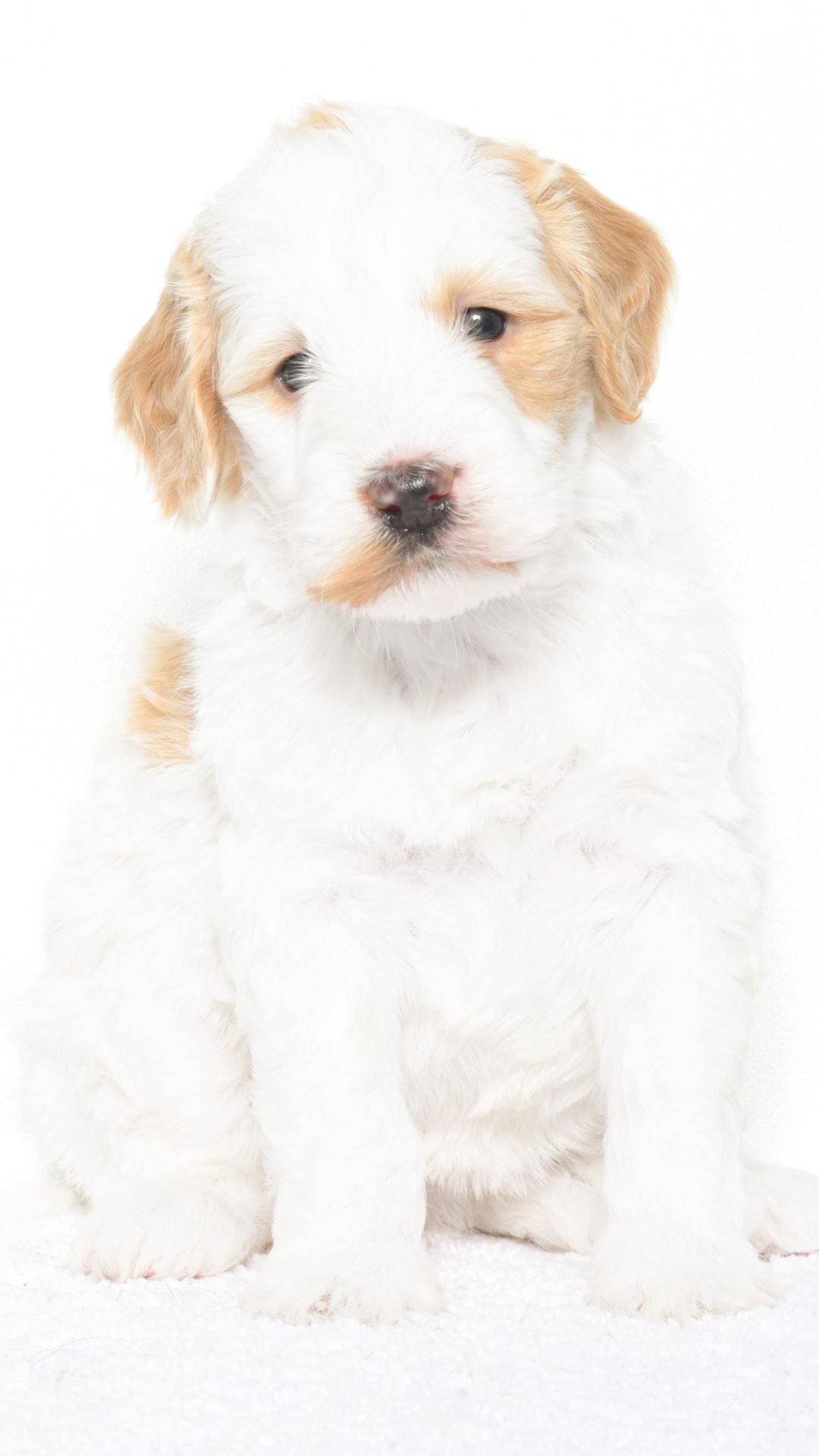 Cartier – Female #4