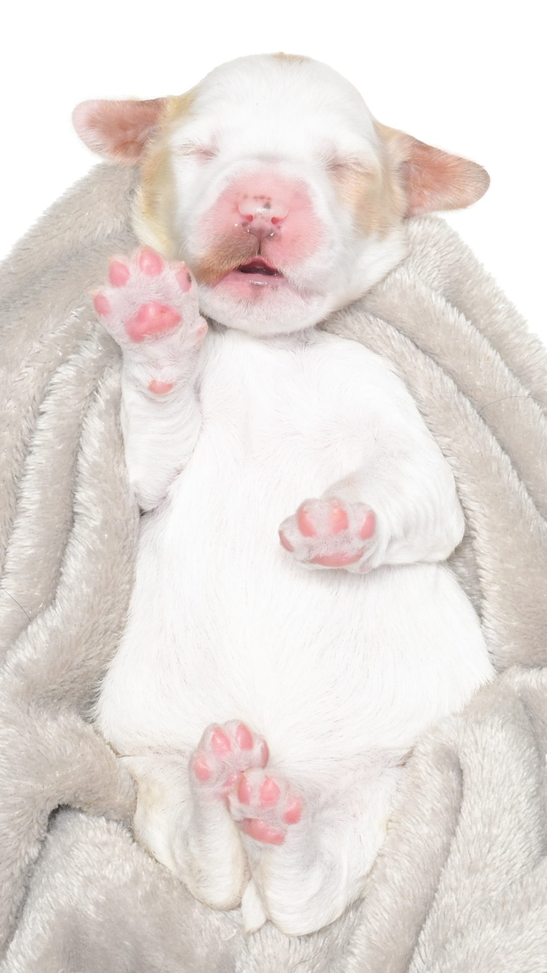 Cartier – Female #4