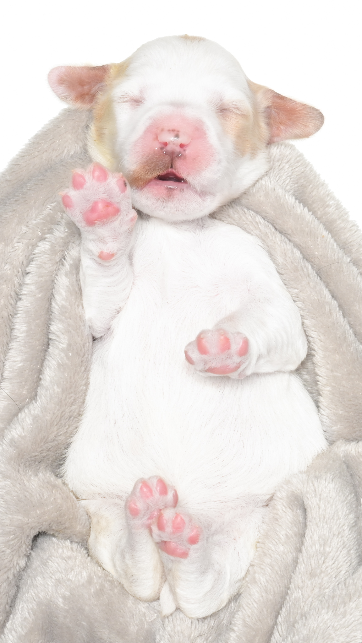 Cartier – Female #4