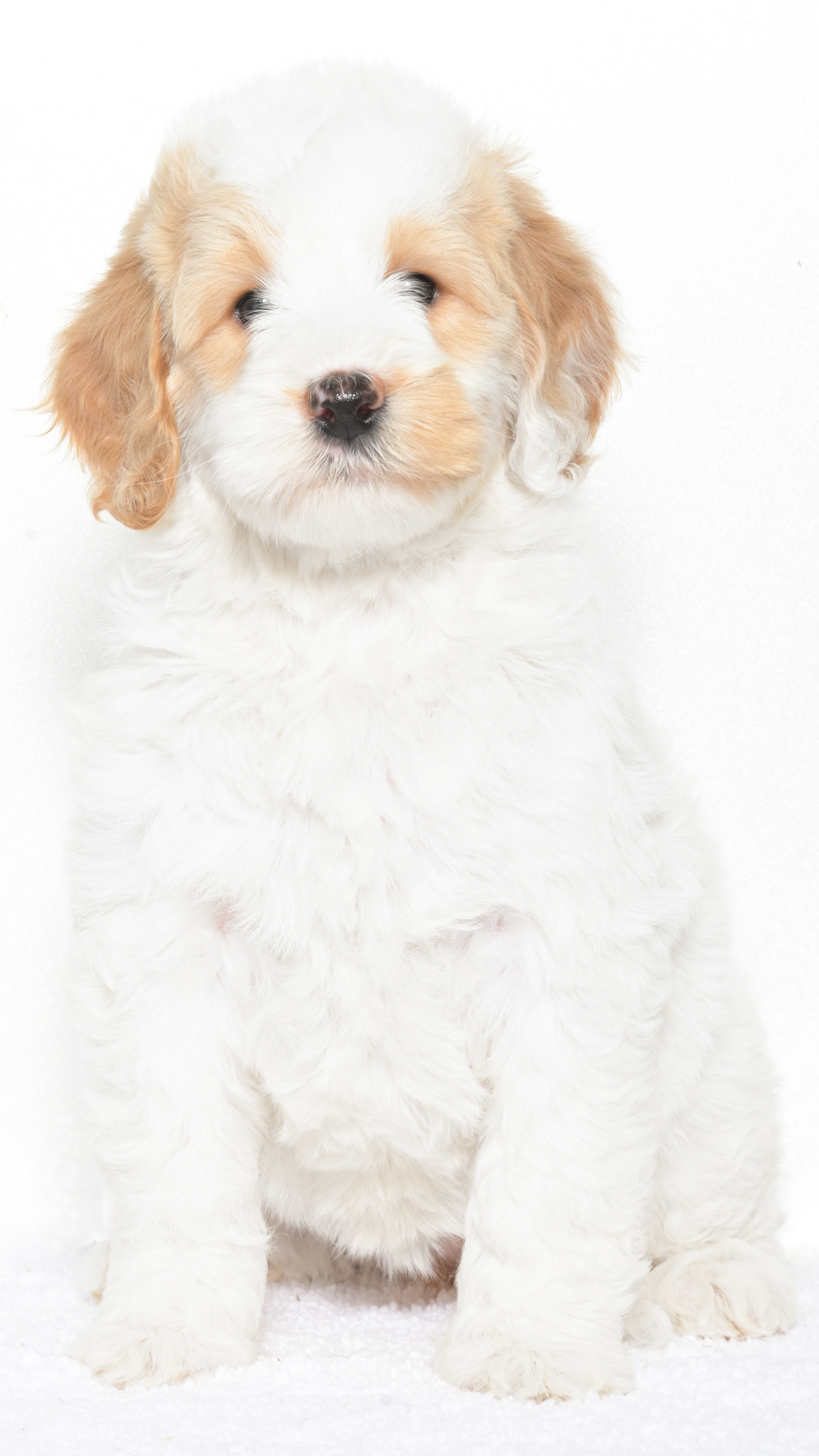 Cartier – Female #5