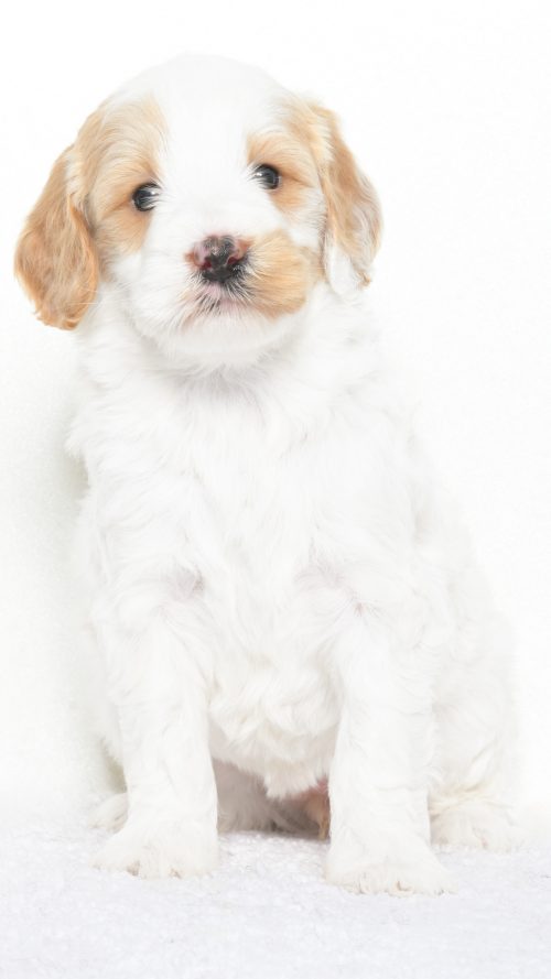 Cartier – Female #5