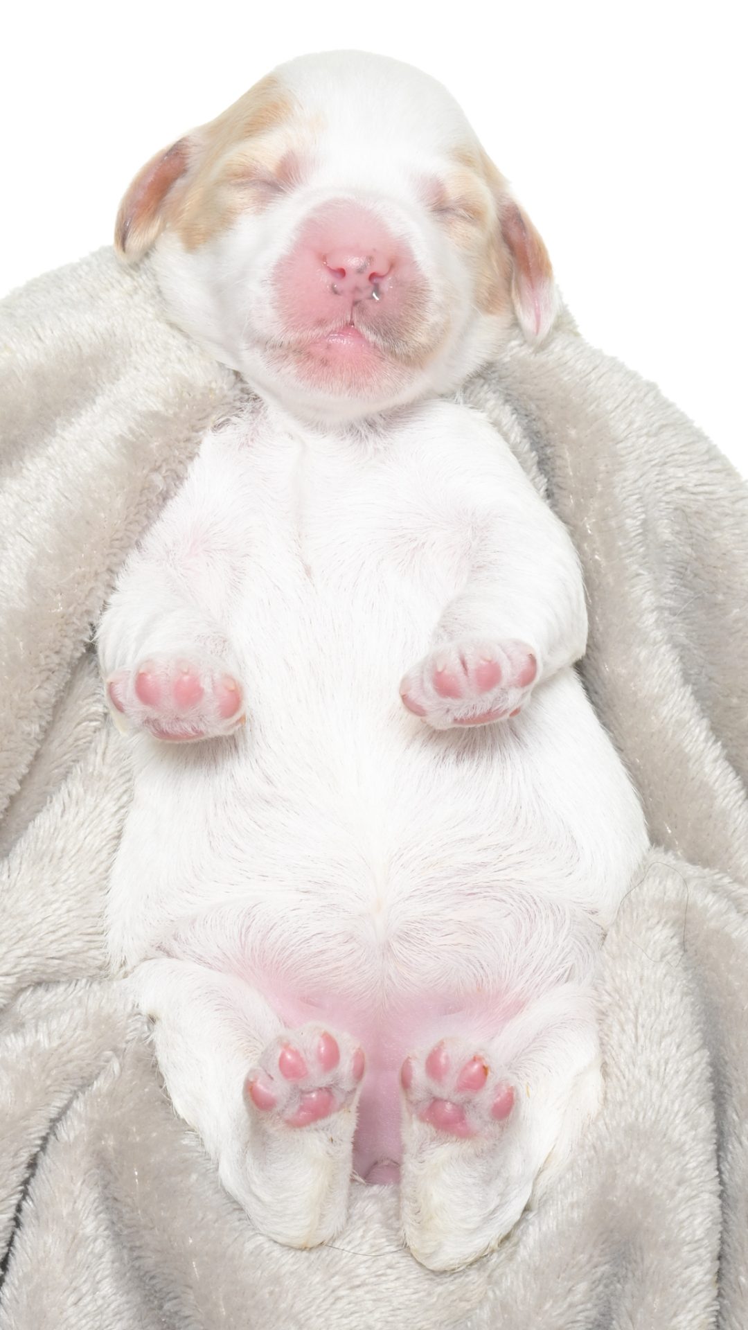 Cartier – Female #5